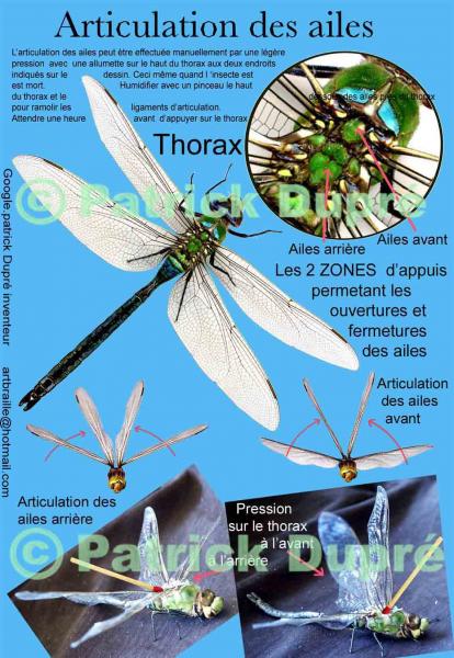 Il est possible d'articuler les ailes d'une libéllule même quand elle est morte.